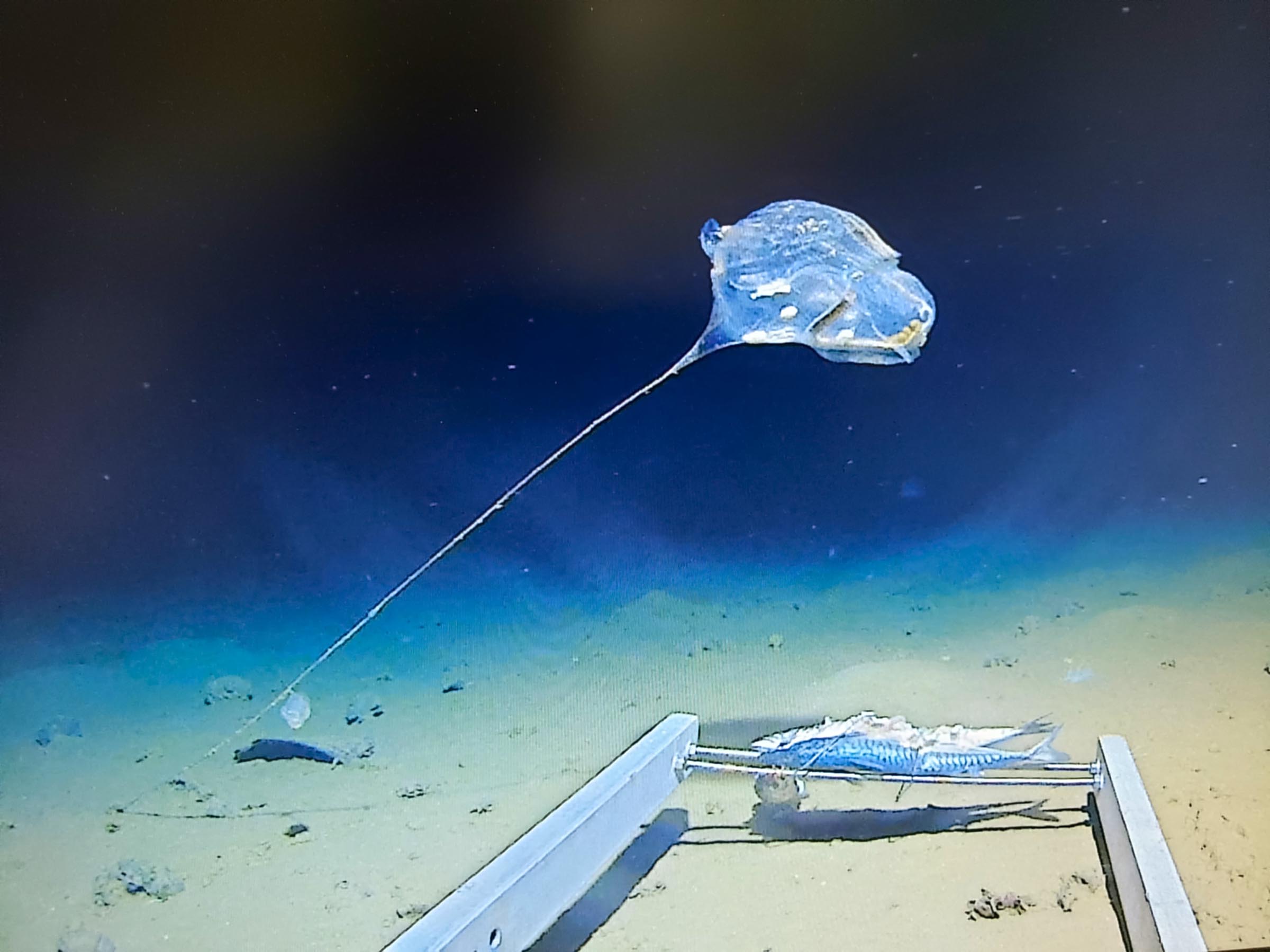 New Species of Jellyfish discovered in the Java Trench